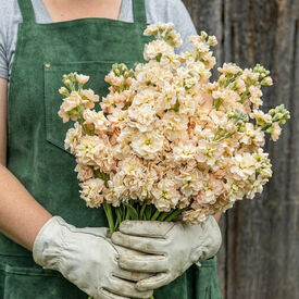 Iron Apricot, Stock Seeds